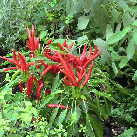 Il Giardino Di Alisa Acomodação com café da manhã Tivoli Exterior foto