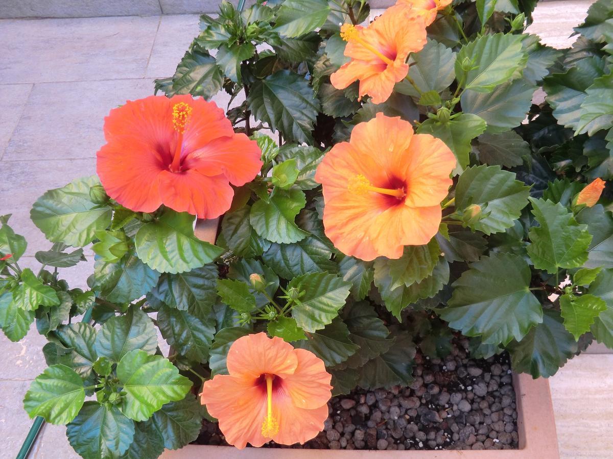 Il Giardino Di Alisa Acomodação com café da manhã Tivoli Exterior foto