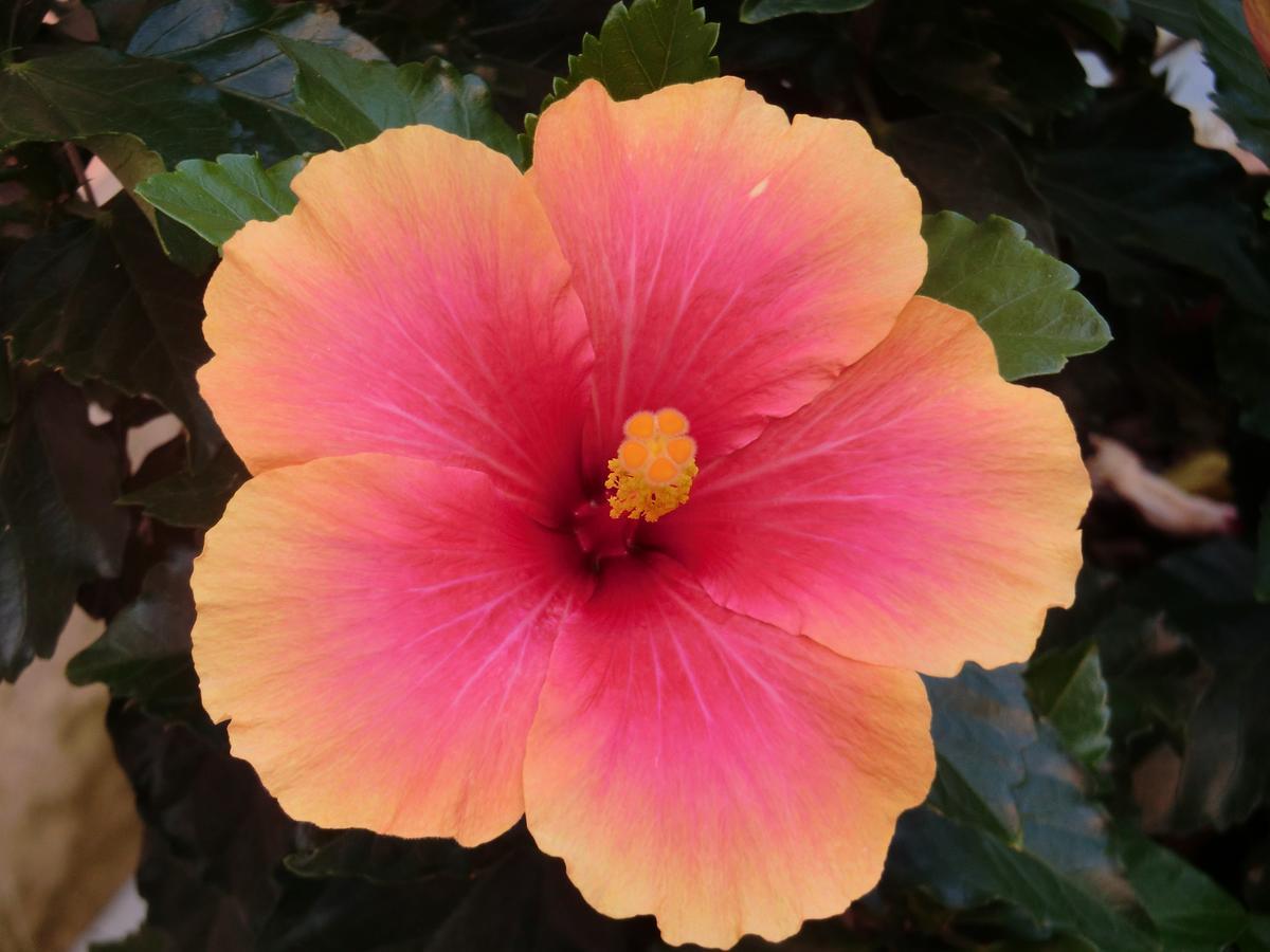 Il Giardino Di Alisa Acomodação com café da manhã Tivoli Exterior foto